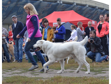 ������ ������