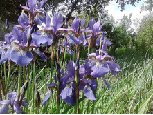 ���� ��������� - 30�.