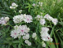 �������� ��������� �����������  ���������� Sunningdale Variegated 150�, ���� 1 ��.