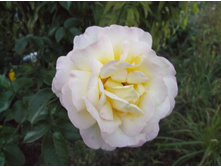 ������ ���