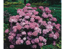 ��������� ��������� ��������-141