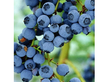 �������� �������-164