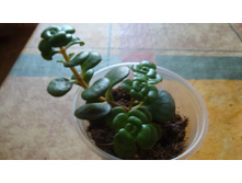 ������  (������ ��������� ����1)