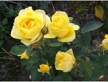 ���� �'��