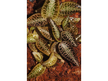 Goodyera reticulata
