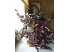 �������+�������