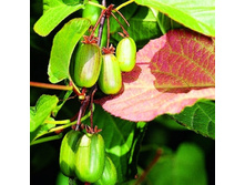 ��������� ��������� ������ �����������.-222