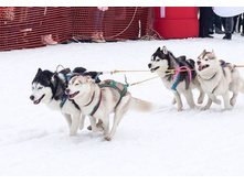 ���� - GRAFFSIBERIANS MIDGARD