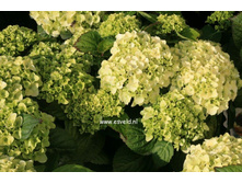 ��������� ���� (�������� ����)-243�