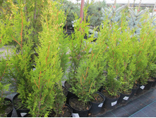 ������������ 500