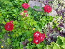 IMG 20150627 131855.jpg