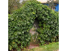 ������� �������� �������������-150