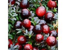 ������ ���� ����.-164