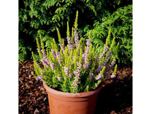 Calluna David Hagenaars-1,75