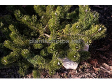 ����� mugo Frisby 20-25cm C2-27,32.jpg