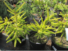 �������� ������2900