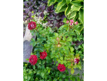 IMG 20150624 173335.jpg