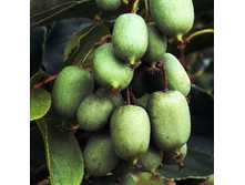 ��������� ������ �����-179