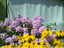 ����� ������� 50�.