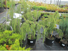 ����. ��������� 950