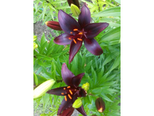 IMG 20150627 131800.jpg