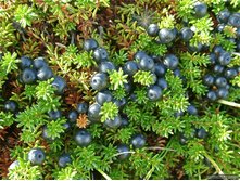 �������� (�������� ޣ����)-152