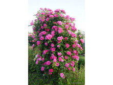 Zephrine Drouhin-11,95.jpg