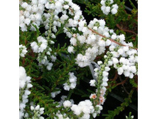 Calluna White Coral-1,56.jpg