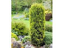 ������������ Schneverdngr. Goldmachangel  30-40cm C3-12,32