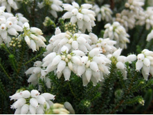 ����� Dr.Ronald Gray-2,76