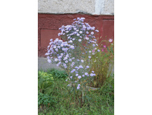 DSC07314.JPG