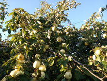 IMG 20150913 170219.jpg