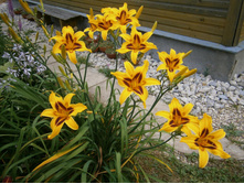 �������� �������-50 �.