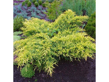 95,7���. ������������ Juniperus media Gold Star.jpg
