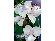 81,7���. ������������ ��������(�������� ���� �� 2 ��., ����������� ����� 1��.).jpg