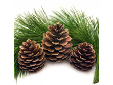 ����� ��������, ����� 12�.jpg