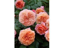 ��������� 220���. (����� �������� ��� 56��.).jpg