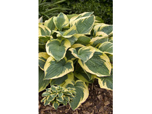 102,1���. ����� ����� ��������(�������� ���� �� 1 ��., ����������� ����� 1��.).jpg