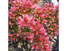 127���. �������� �������� ���������.jpg