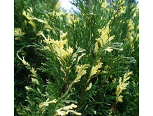 134,2���. ������������ Juniperus sabina Variegata.jpg