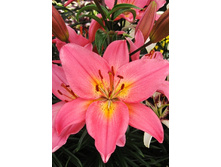 33,08���. ����� �������(�������� ���� �� 5 ��., ����������� ����� 1��.).jpg