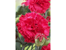 83,4���. �������� �������(�������� ���� �� 2 ��., ����������� ����� 1��.).jpg