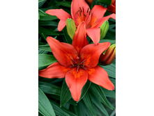 27,88���. ����� ��������(�������� ���� �� 5 ��., ����������� ����� 1��.)���16.jpg