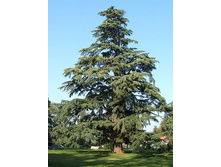 95,7���. ���� Cedrus deodara.jpg