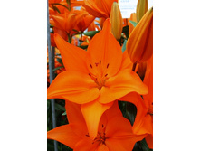 20,17���. ����� �������(�������� ���� �� 7 ��., ����������� ����� 1��.)���15.jpg