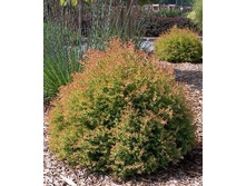 172,7���. ��� Thuja occidentalis Fire Chief.jpg