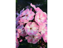 106,6���. ����� ����- ��� ����(�������� ���� �� 2 ��., ����������� ����� 1��.)���15.jpg