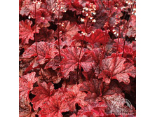 Heuchera Cajun Fire.jpg