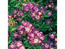 170���. ���� ��������� ����������� ���16.jpg