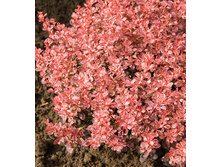 229���. �������� �������� ���������� ���16.jpg